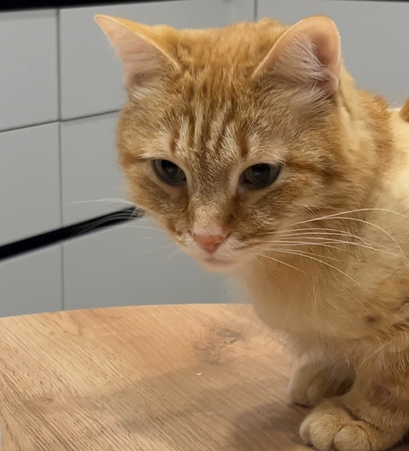 рисовать котов